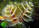 Spirobranchus giganteus (Christmas Tree Worm)