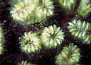 Eusmilia fastigiana (Smooth Flower Coral)