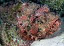 Scorpaena plumieri (Spotted Scorpionfish)