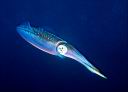 Sepioteuthis sepioidea (Caribbean Reef Squid)