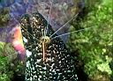 Gymnothorax moringa (Spotted Moray) and Lysmata grabhami (Scarlet-Striped Cleaning Shrimp)