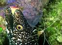 Gymnothorax moringa (Spotted Moray) and Lysmata grabhami (Scarlet-Striped Cleaning Shrimp)