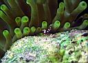 Thor amboinensis (?) (Squat Anemone Shrimp)
