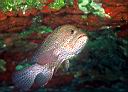 Epinephelus guttatus (Red Hind)