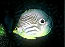 Chaetodon capistratus (Foureye Butterflyfish)