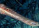 Aulostomus maculatus (Trumpetfish)