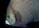 Pomacanthus arcuatus (Gray Angelfish)