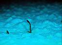 Heterconger sp? (Garden Eel)