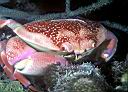 Carpilius corallinus (Batwing Coral Crab)