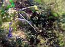 Periclimenes pedersoni (Pederson Cleaner Shrimp)