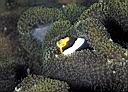 Amphiprion clarkii (Yellowtail Clownfish)