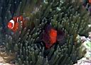 Premnas biaculeatus (Spinecheek Anemonefish)