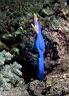 Rhinomuraena quaesita (Ribbon Eel)