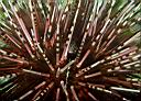 Echinothrix calamaris (Sea Urchin)