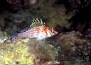 Cirrhitichthys falco (Dwarf Hawkfish)