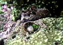Unidentified Blenny