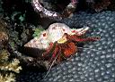 Dardanus megistos (Hermit Crab)