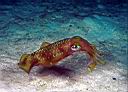 Sepioteuthis lessoniana (Bigfin Reef Squid)