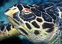 Eretmochelys imbricata (Hawksbill Turtle)