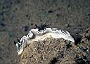 Unidentified Nudibranch