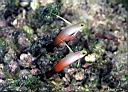 Nemateleotris magnifica (Fire Goby)