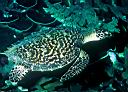 Eretmochelys imbricata (Hawksbill Turtle)