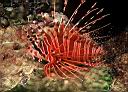 Pterois antennata (Spotfin Lionfish)