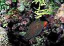 Canthigaster Papua (False-Eye Puffer)