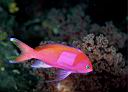 Pseudanthias pleurotaenia (Squarespot Anthias)