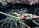Panulirus versicolor (Painted Rock Lobster)