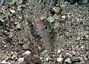 Amblyeleotris randalli (Sailfin Shrimp Goby)