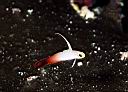 Nemateleotris magnifica (Fire Dart Goby)