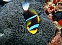 Amphiprion chrysopterus (Orangefin Anemonefish)
