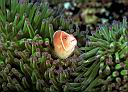 Amphiprion perideraion (Pink Anemonefish)