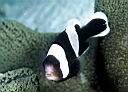 Amphiprion polymnus (Saddleback Anemonefish, Panda Anemonefish)