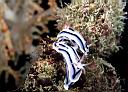Chromodoris lochi
