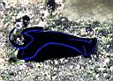 Chelidonura varians (Sea Slug)