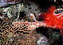 Solenostomus paradoxus (Harlequin Ghost Pipefish)
