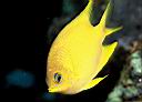 Amblyglyphidodon aureus (Golden Damselfish)