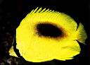 Chaetodon speculum (Ovalspot Butterflyfish)