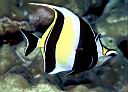 Zanclus cornutus (Moorish Idol)