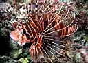 Pterois antennata (Spotfin Lionfish)