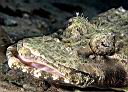 Cymbacephalus beauforti (Crocodilefish, Flathead)