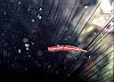 Diademichthys lineatus (Urchin Clingfish)
