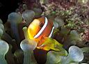 Amphiprion chrysopterus (Orange-Fin Anemonefish)