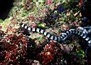 Laticauda colubrina (Banded Sea Snake)