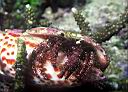 Dardanus lagopodes (Hermit Crab)