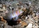 Amblyeleotris randalli (Randall's Shrimp Goby)