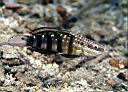 Amblygobius phalaena (Banded Goby)