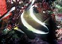 Heniochus chrysotomus (Pennant Bannerfish)